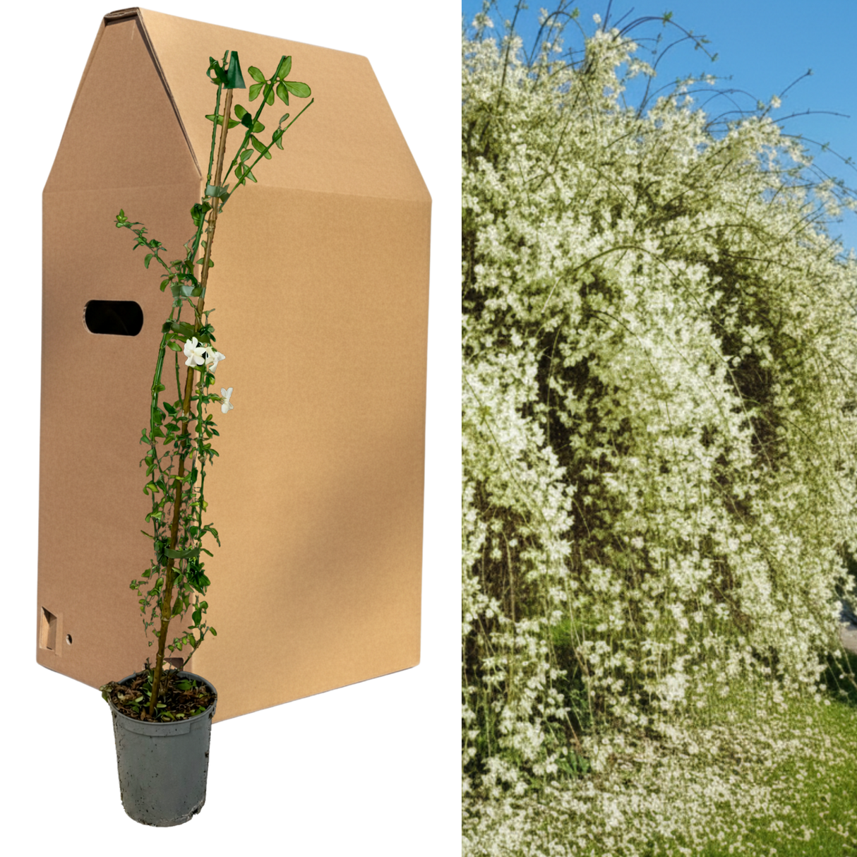 Jasminum officinale from Cedar Nursery, Cobham