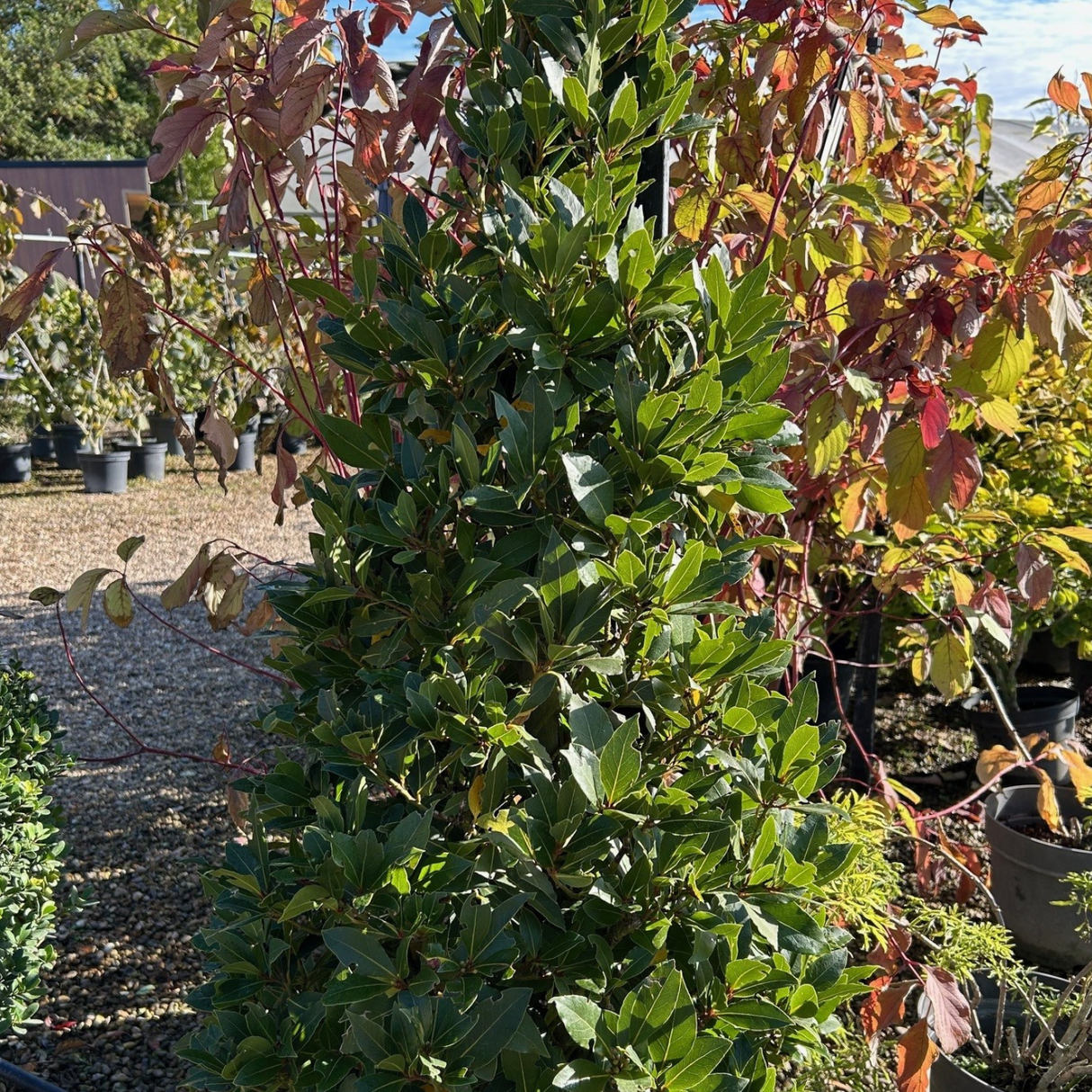 Buy Laurus nobilis (bay tree) direct from Cedar Nursery