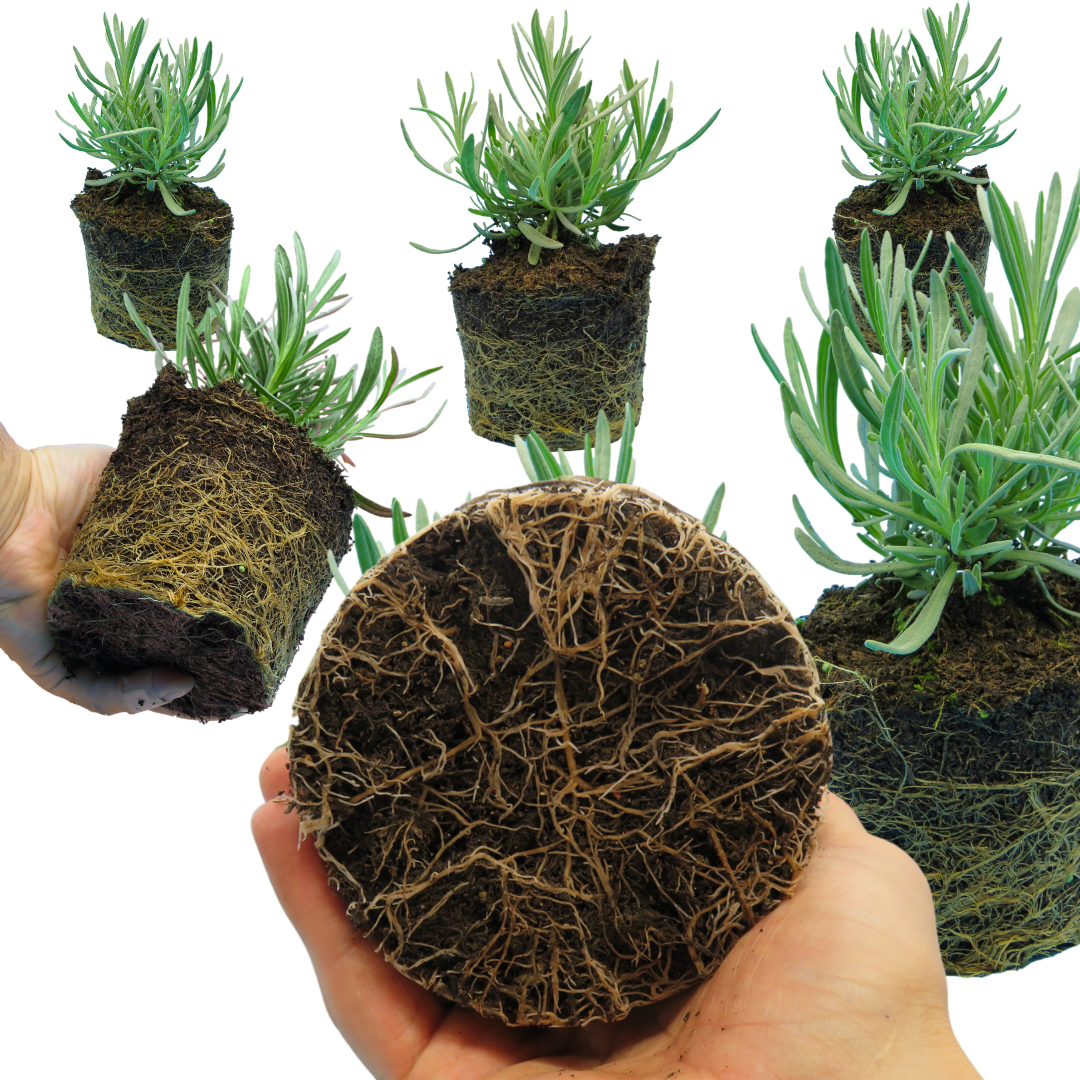 Lavandula x intermedia Grosso 1L at Cedar Nursery Surrey