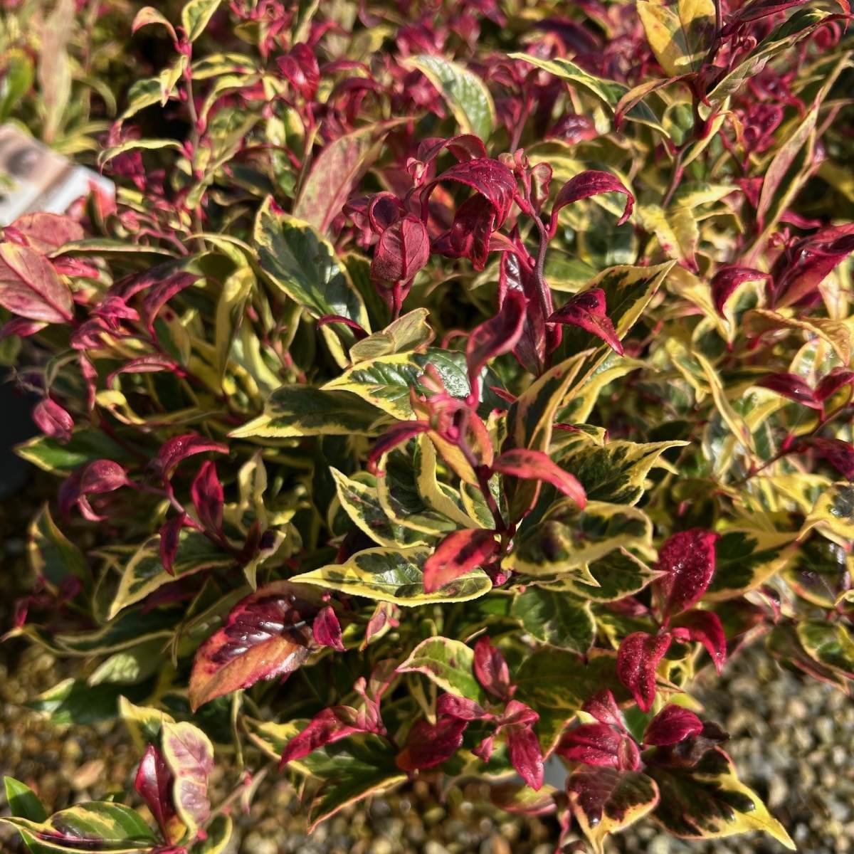 Buy Leucothoe Firestar direct from Cedar Nursery, Surrey