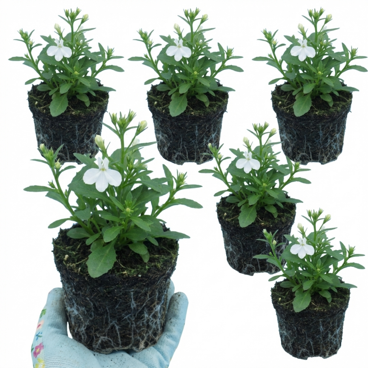 Lobelia erinus 'Upright Sweet Springs' from Cedar Nursery, Cobham