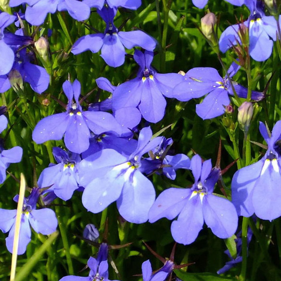 Lobelia erinus 'Hot Water Blue Improved' from Cedar Nursery, Cobham