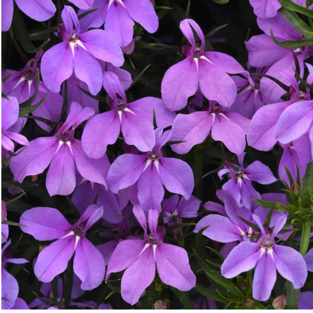Lobelia erinus 'Springs Lavender' from Cedar Nursery, Cobham