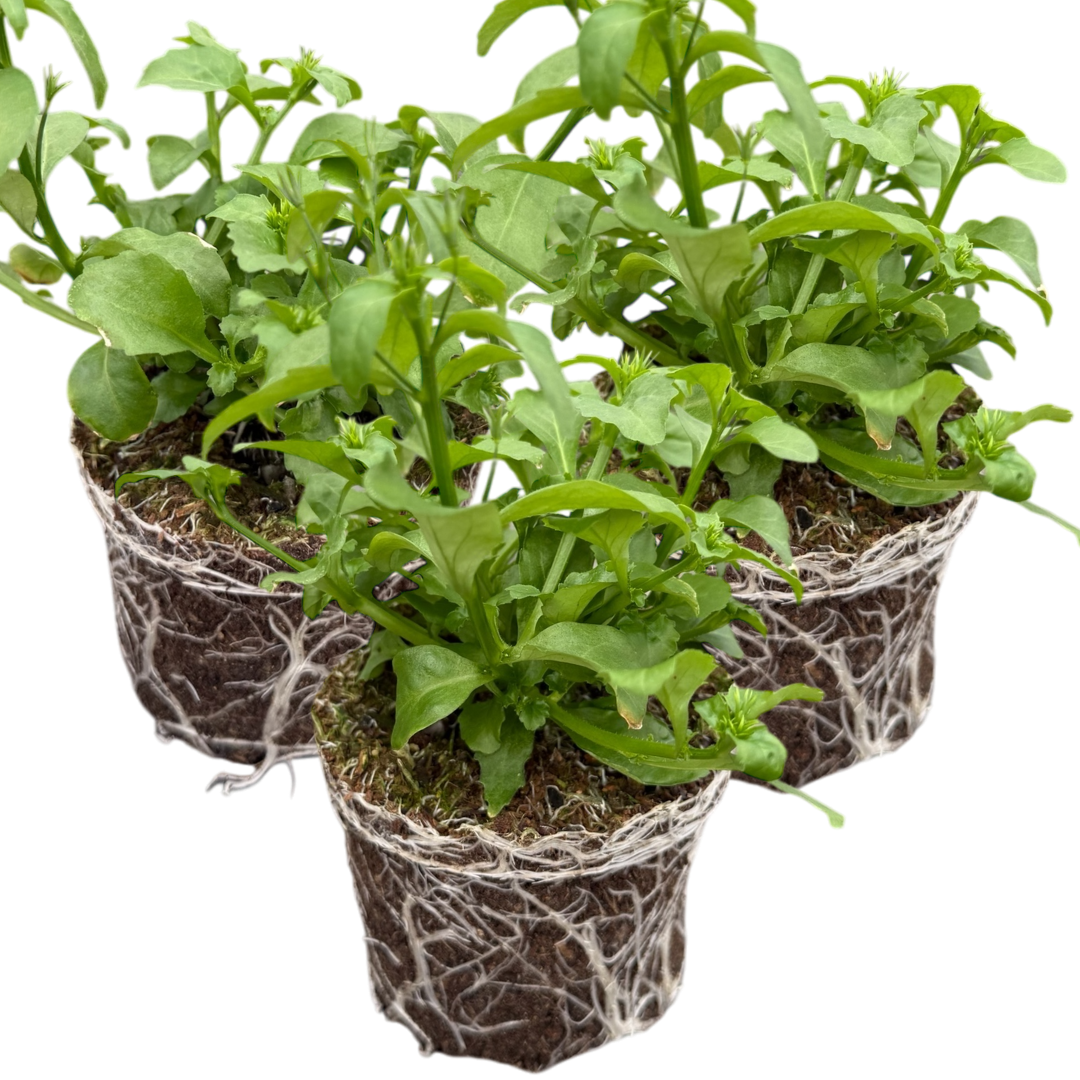 Lobelia erinus 'Springs White' from Cedar Nursery, Cobham