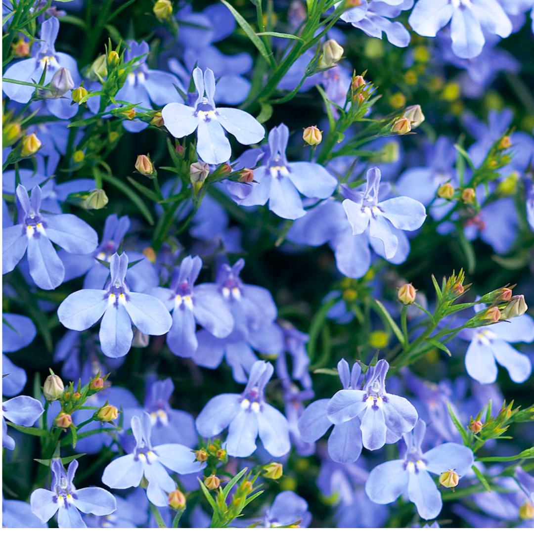 Lobelia erinus 'Sweet Springs Blue' from Cedar Nursery, Cobham