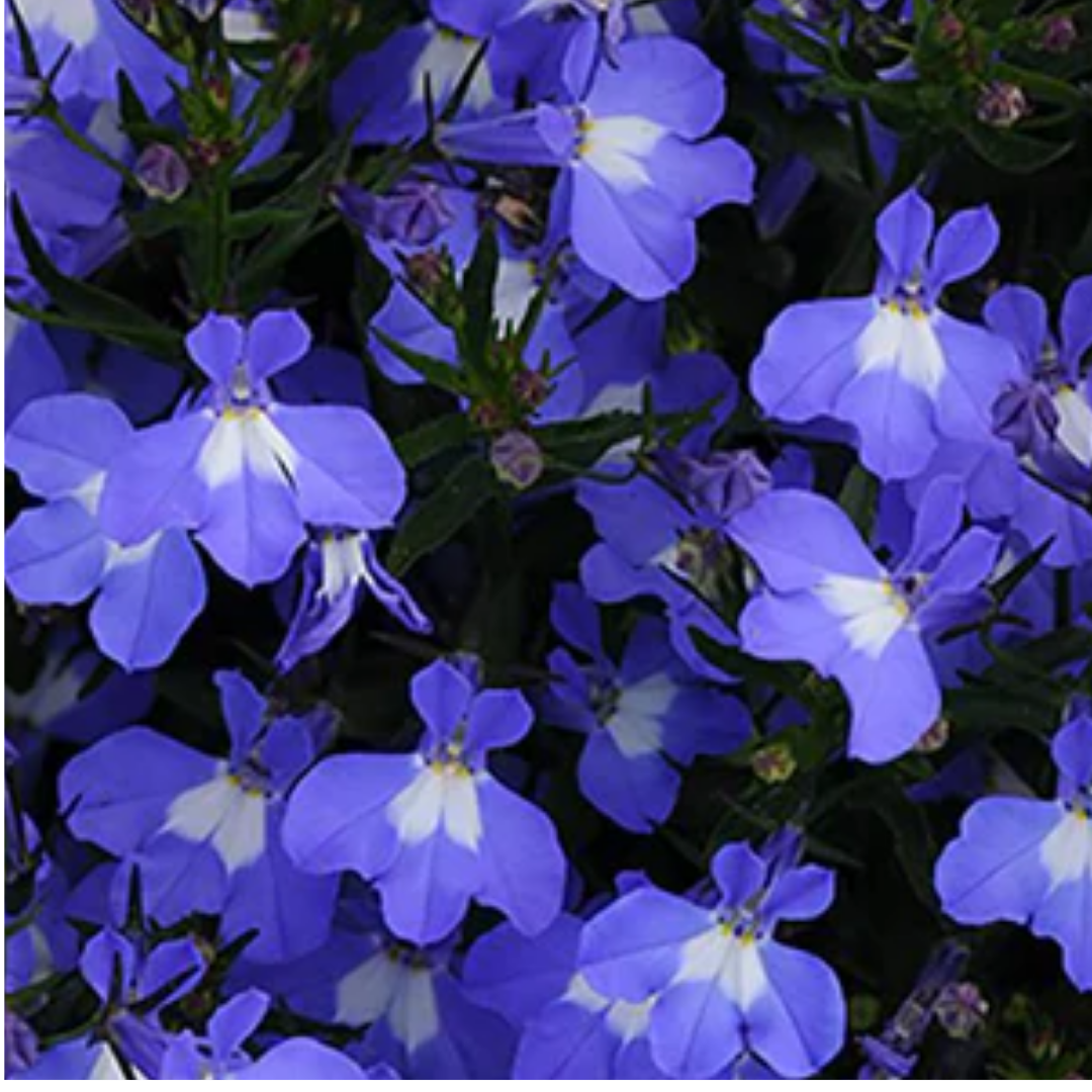 Lobelia erinus 'Sweet Springs Dark Blue' from Cedar Nursery, Cobham
