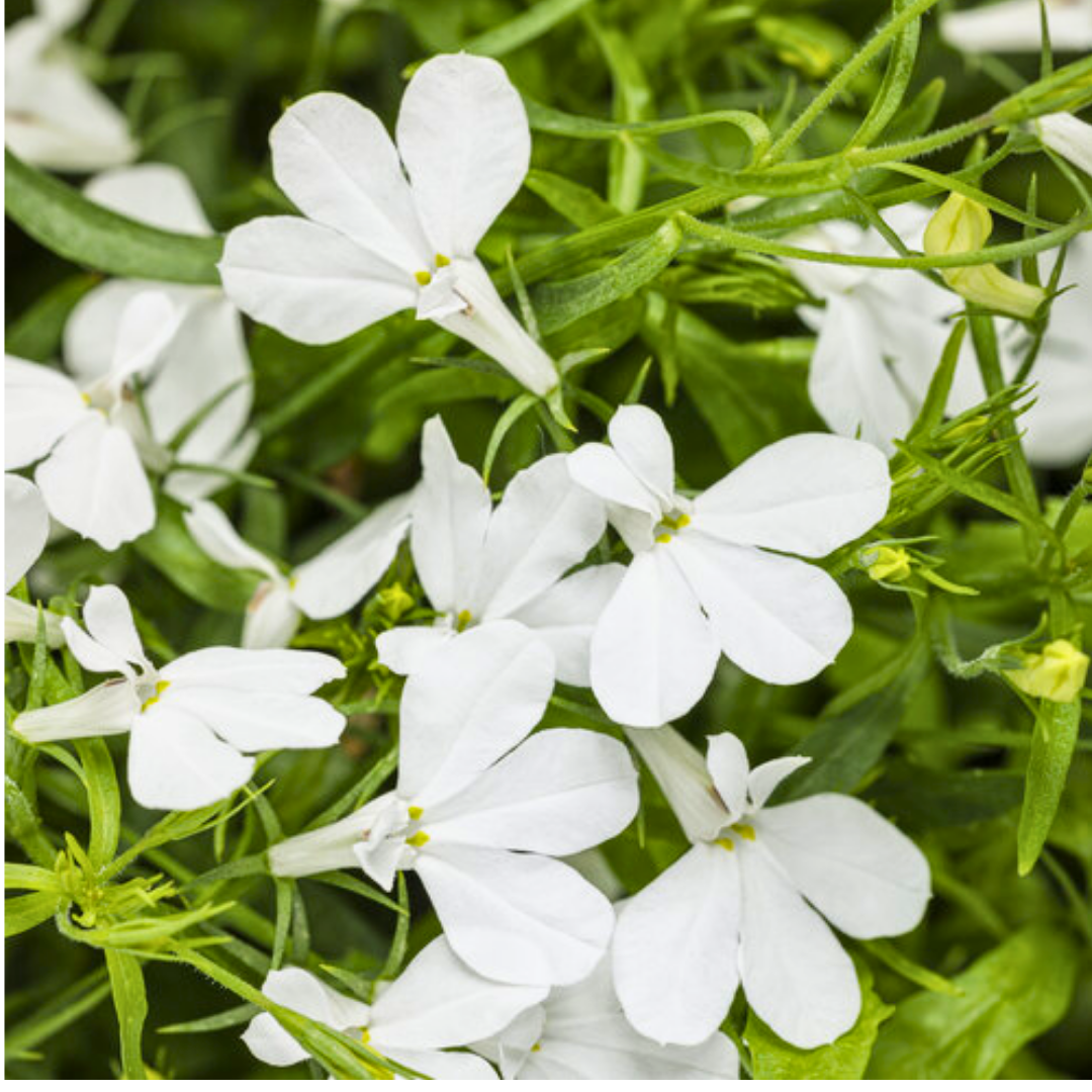 Lobelia erinus 'Sweet Springs White' from Cedar Nursery, Cobham