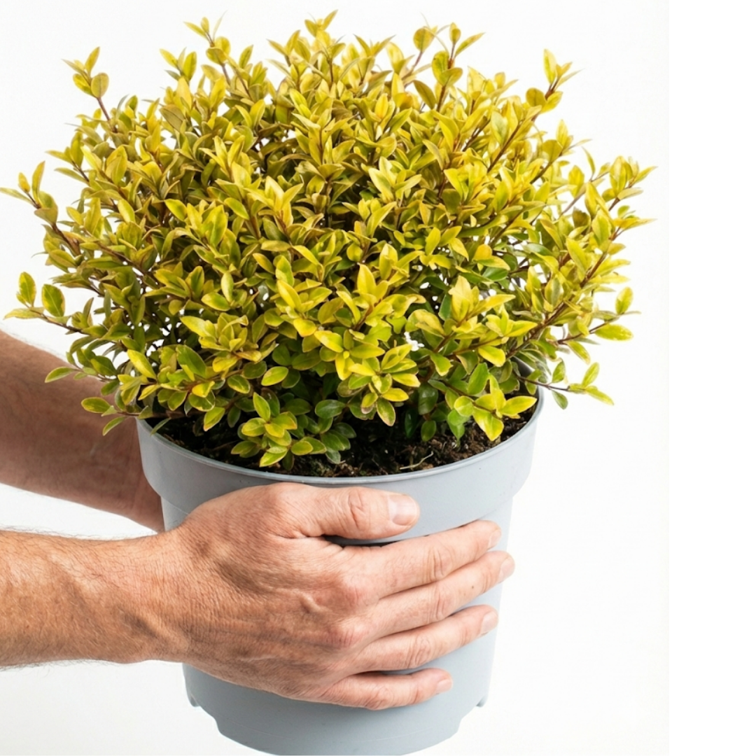 Lophomyrtus x ralphii Golden Dragon 3L at Cedar Nursery Surrey