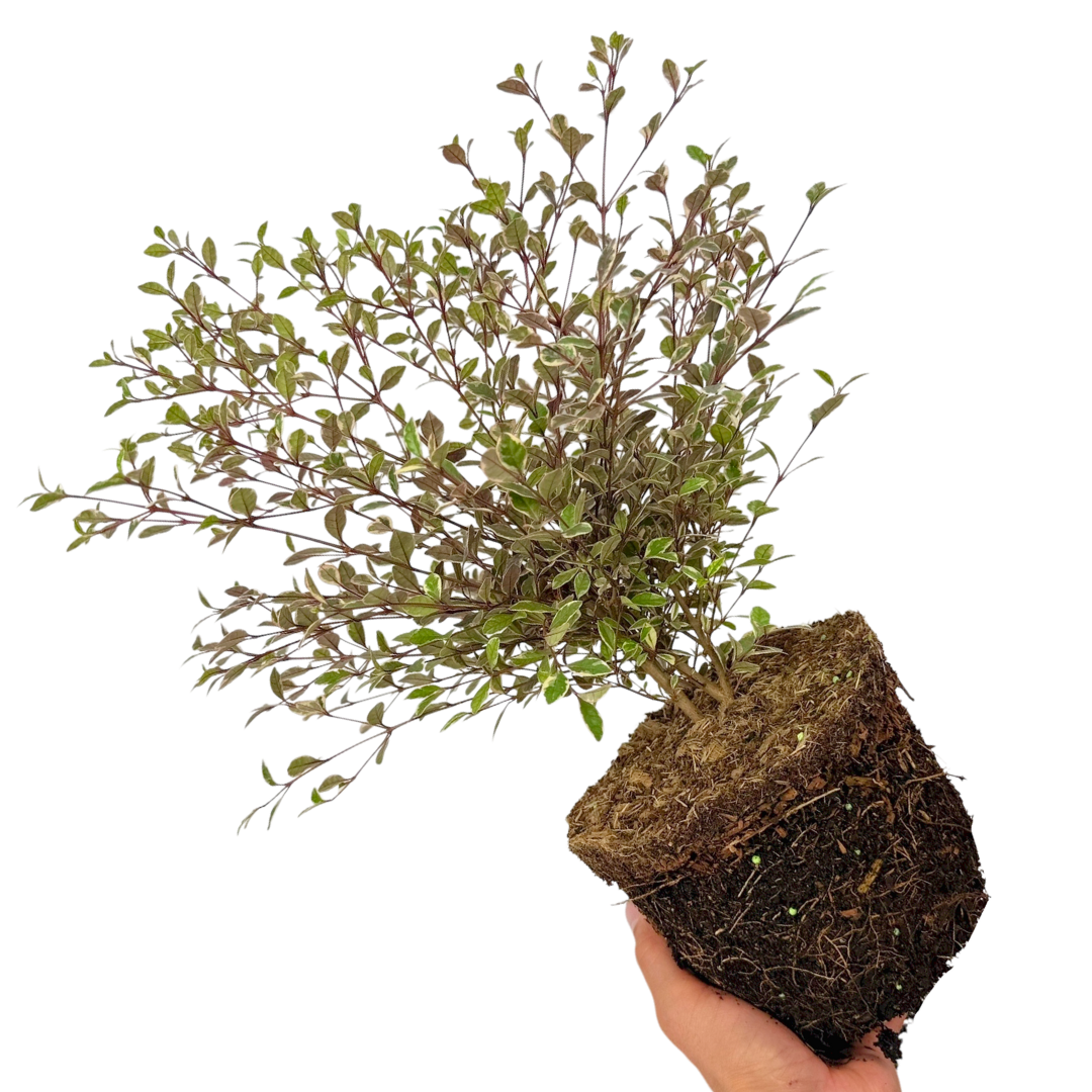 Lophomyrtus x ralphii Magic Dragon 3L at Cedar Nursery Surrey