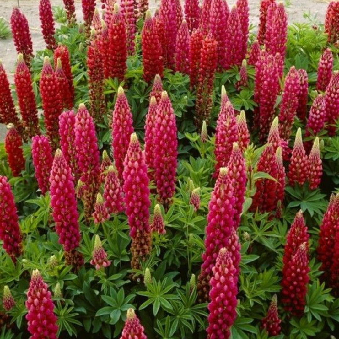Lupinus 'Legendary Red Shades' (Legendary Series) from Cedar Nursery, Cobham