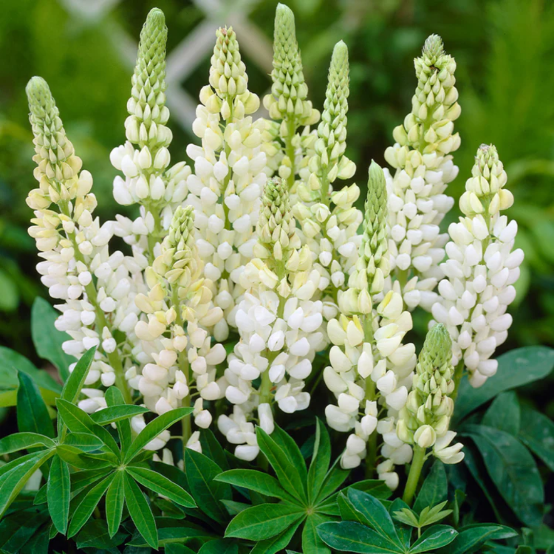 Lupinus 'Legendary White Shades' (Legendary Series) from Cedar Nursery, Cobham