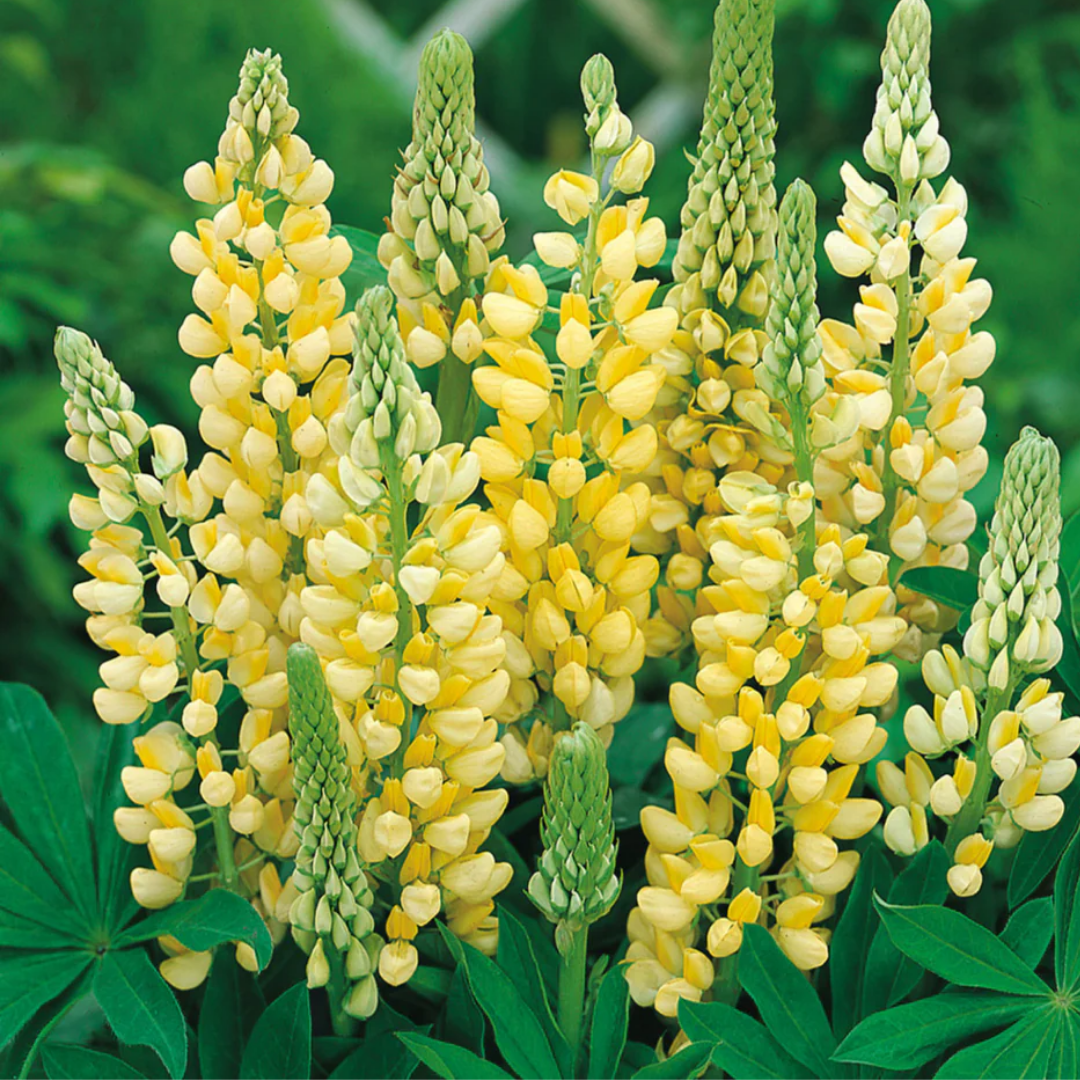Lupinus 'Legendary Yellow Shades' (Legendary Series) from Cedar Nursery, Cobham