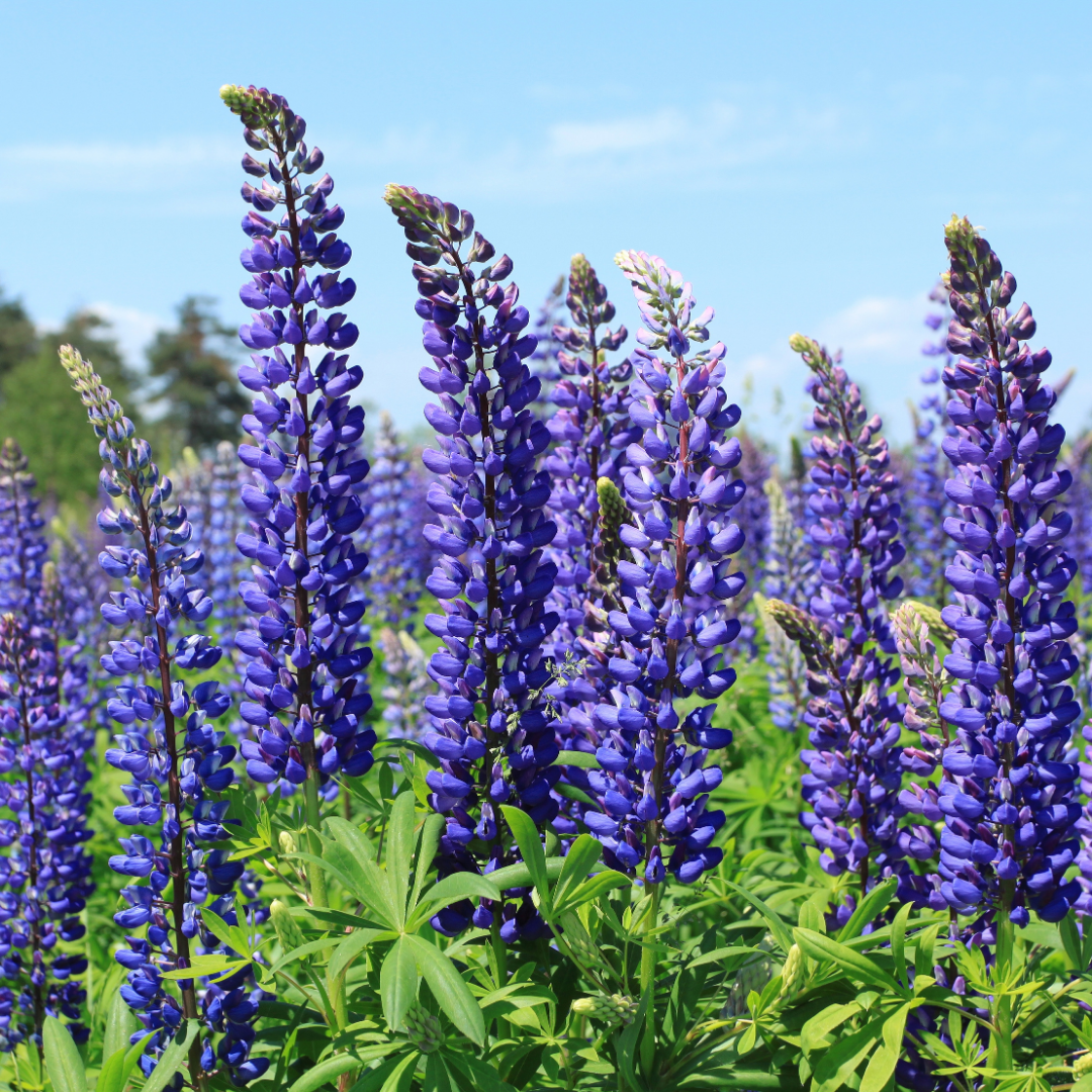 Lupinus 'Legendary Blue' from Cedar Nursery, Cobham