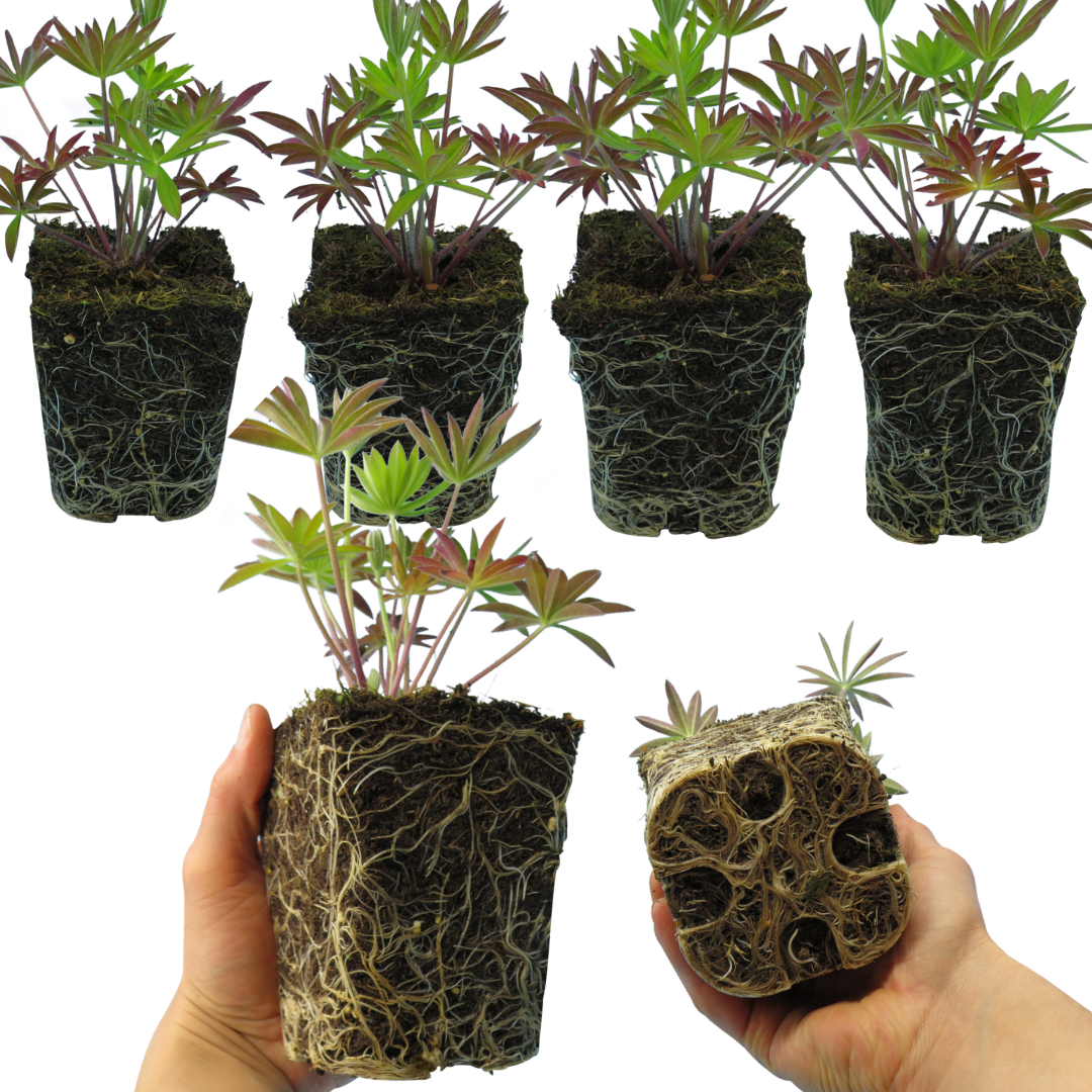 Lupinus 'Legendary Blue'