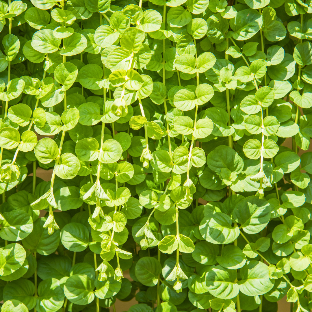 Lysimachia nummularia 'Goldilocks' from Cedar Nursery, Cobham