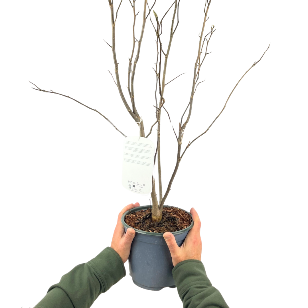 Magnolia x soulangeana