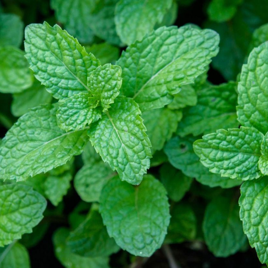 Mentha x piperita 1L at Cedar Nursery Surrey