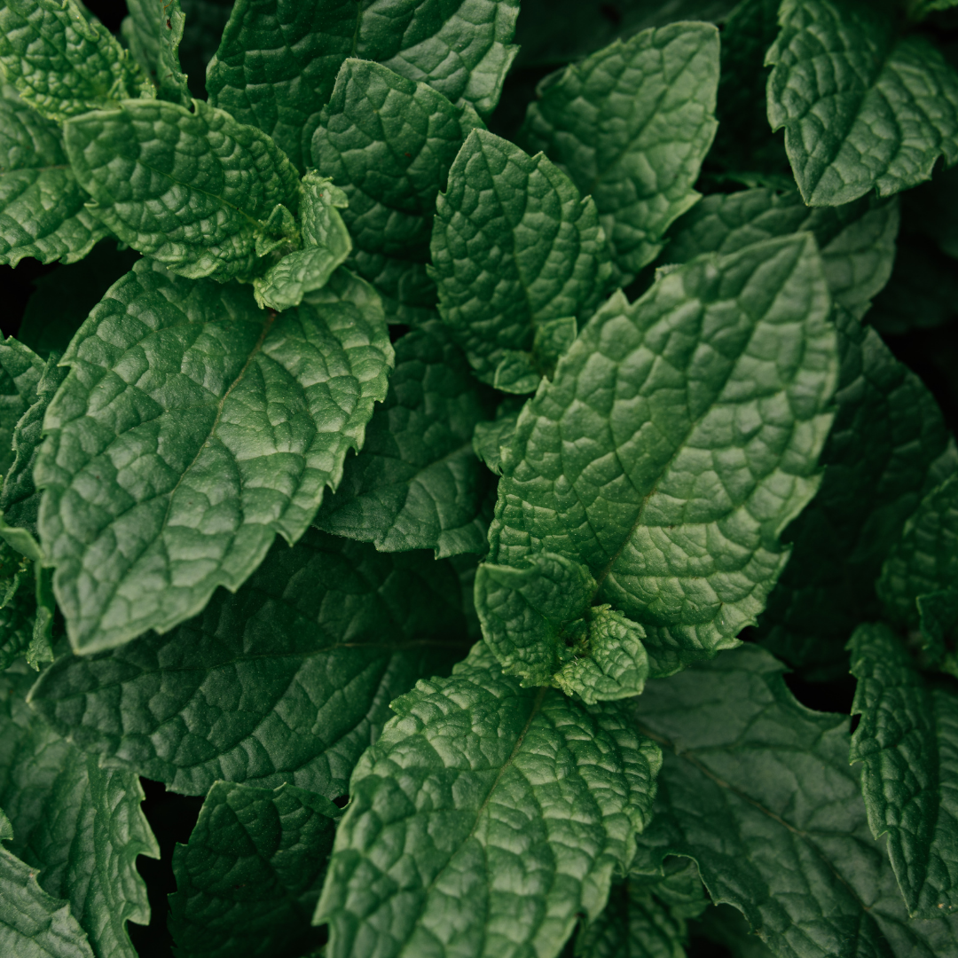 Mentha x piperita 1L at Cedar Nursery Surrey