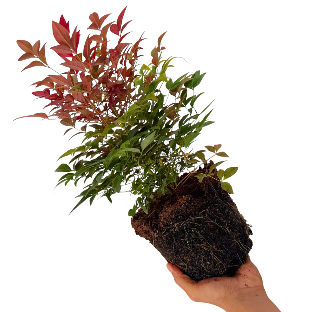 Nandina domestica Obsessed ='Seika' from Cedar Nursery, Cobham