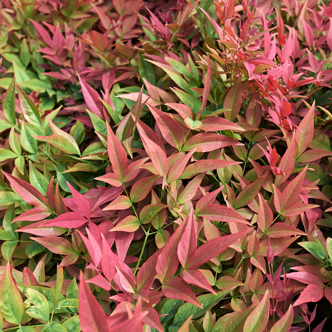 Nandina domestica Obsessed ='Seika' from Cedar Nursery, Cobham
