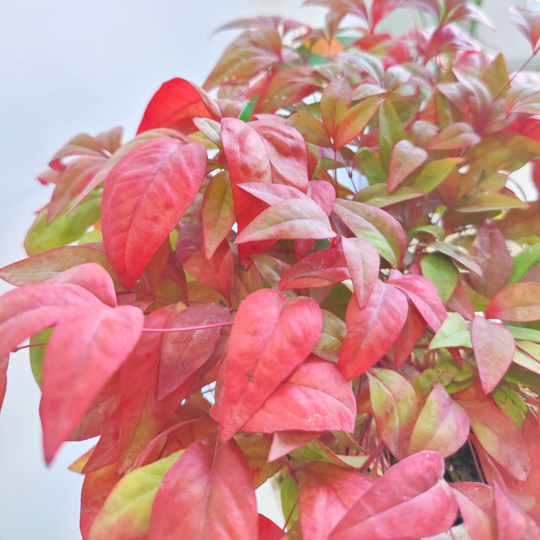 Nandina domestica Obsessed ='Seika' from Cedar Nursery, Cobham