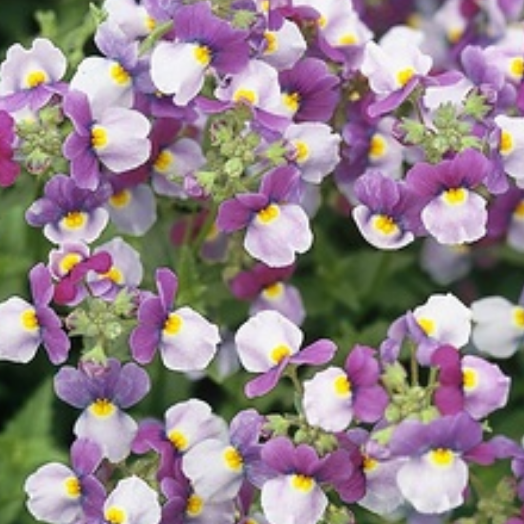 Nemesia 'Nuvo Blue' from Cedar Nursery, Cobham