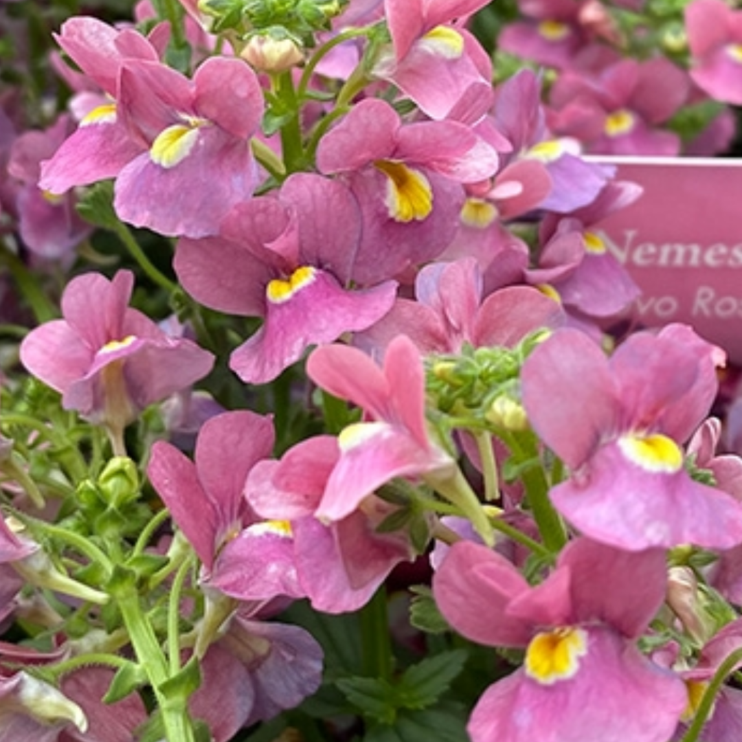 Nemesia 'Nuvo Rose' from Cedar Nursery, Cobham