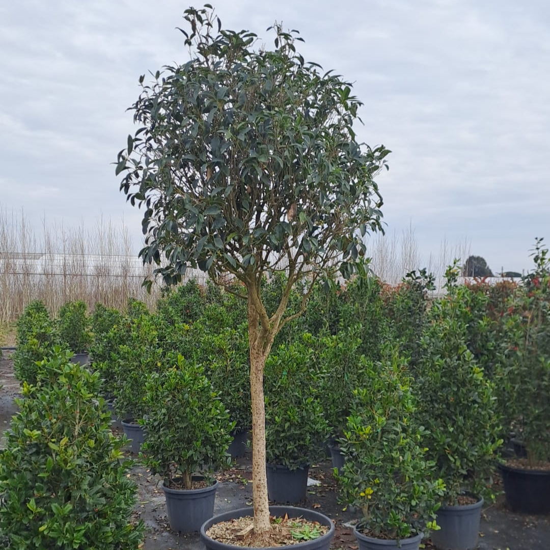 Osmanthus fragrans