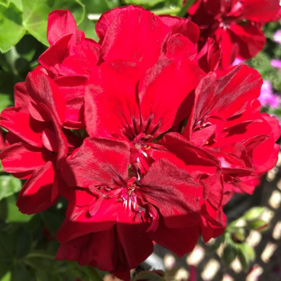 Pelargonium 'Sunflair Ruben' from Cedar Nursery, Cobham