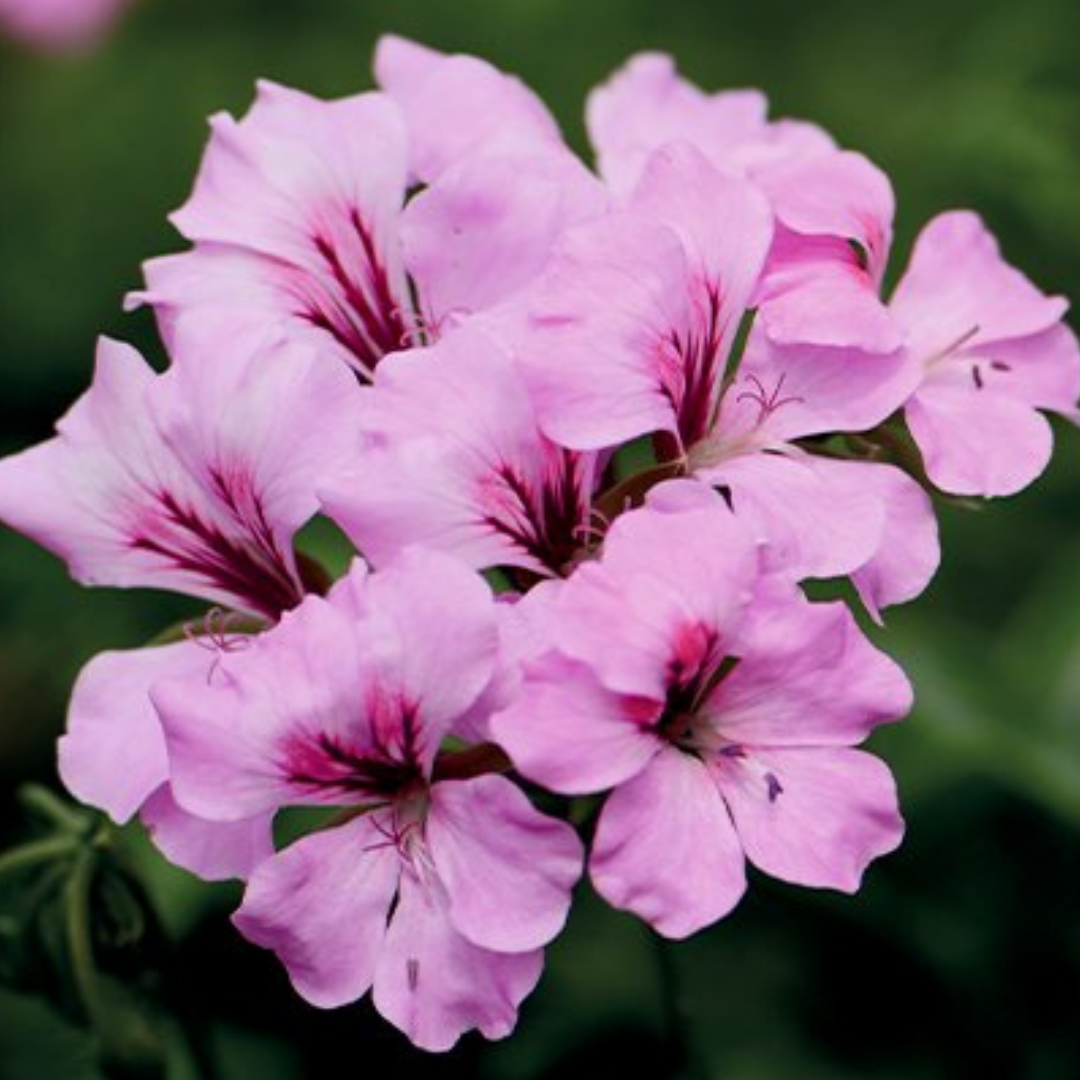 Pelargonium 'Tornado Pink' from Cedar Nursery, Cobham