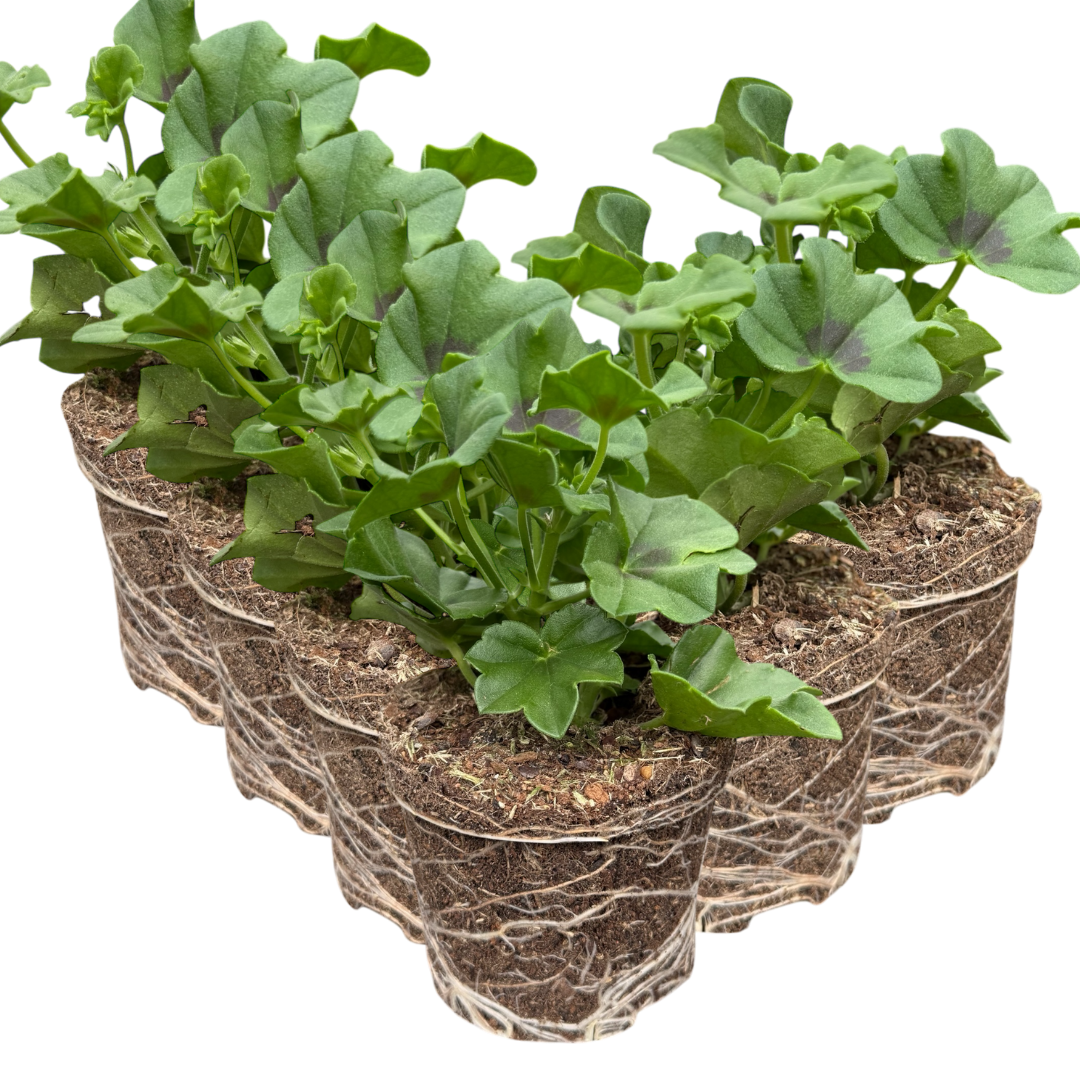 Pelargonium 'Tornado White' from Cedar Nursery, Cobham