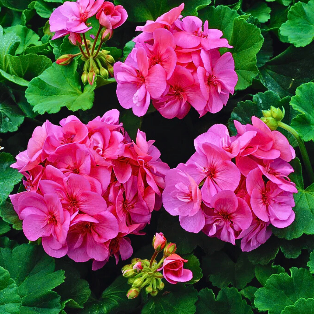 Pelargonium 'Toscana Anne' from Cedar Nursery, Cobham