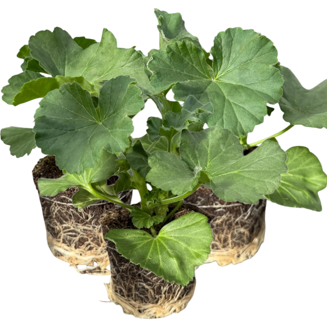 Pelargonium 'Toscana Anne' from Cedar Nursery, Cobham