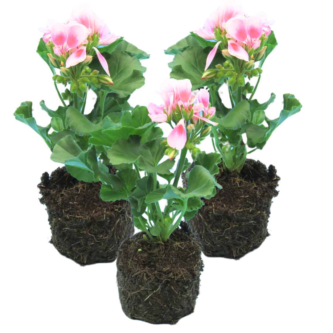 Pelargonium 'Toscana Linus' from Cedar Nursery, Cobham