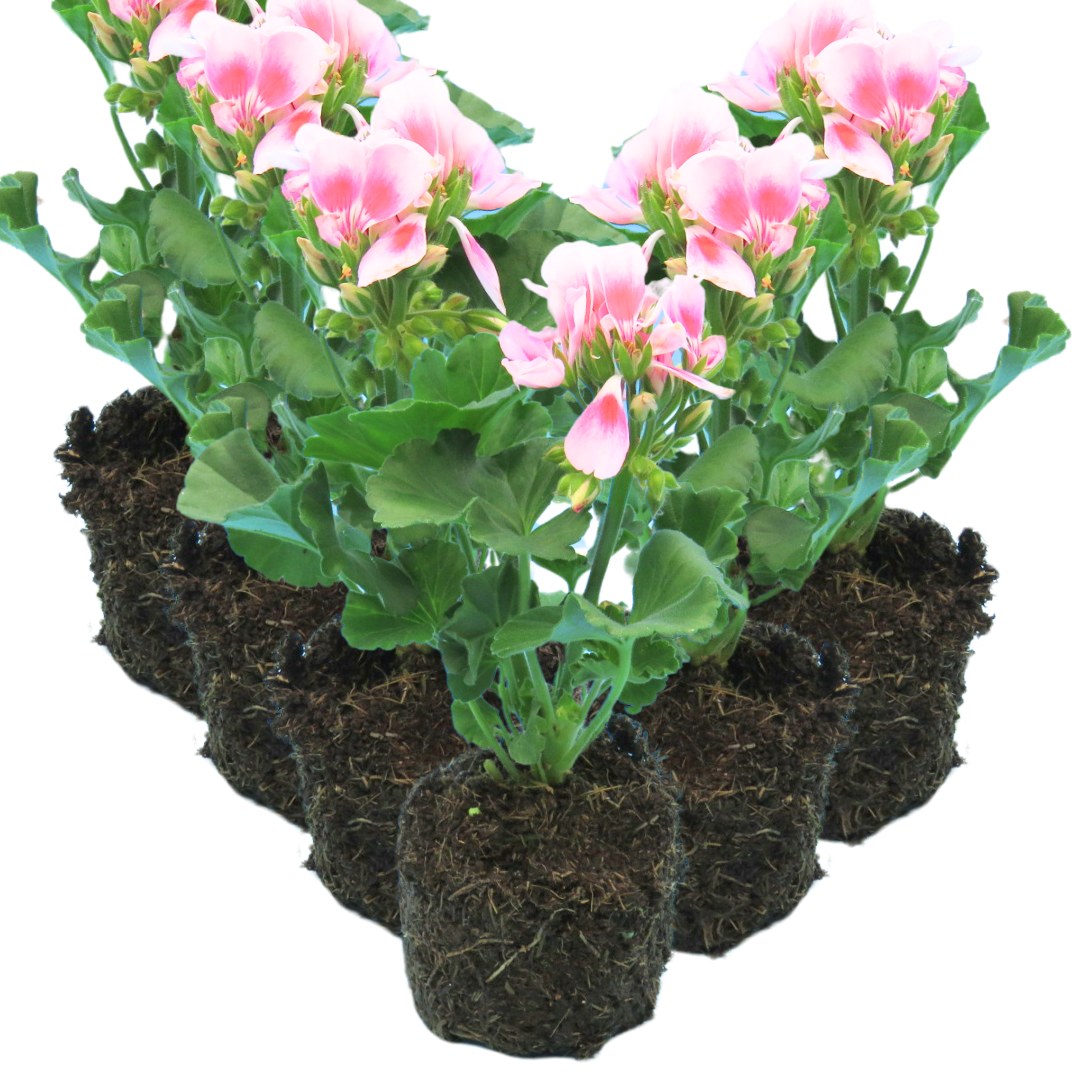 Pelargonium 'Toscana Linus' from Cedar Nursery, Cobham