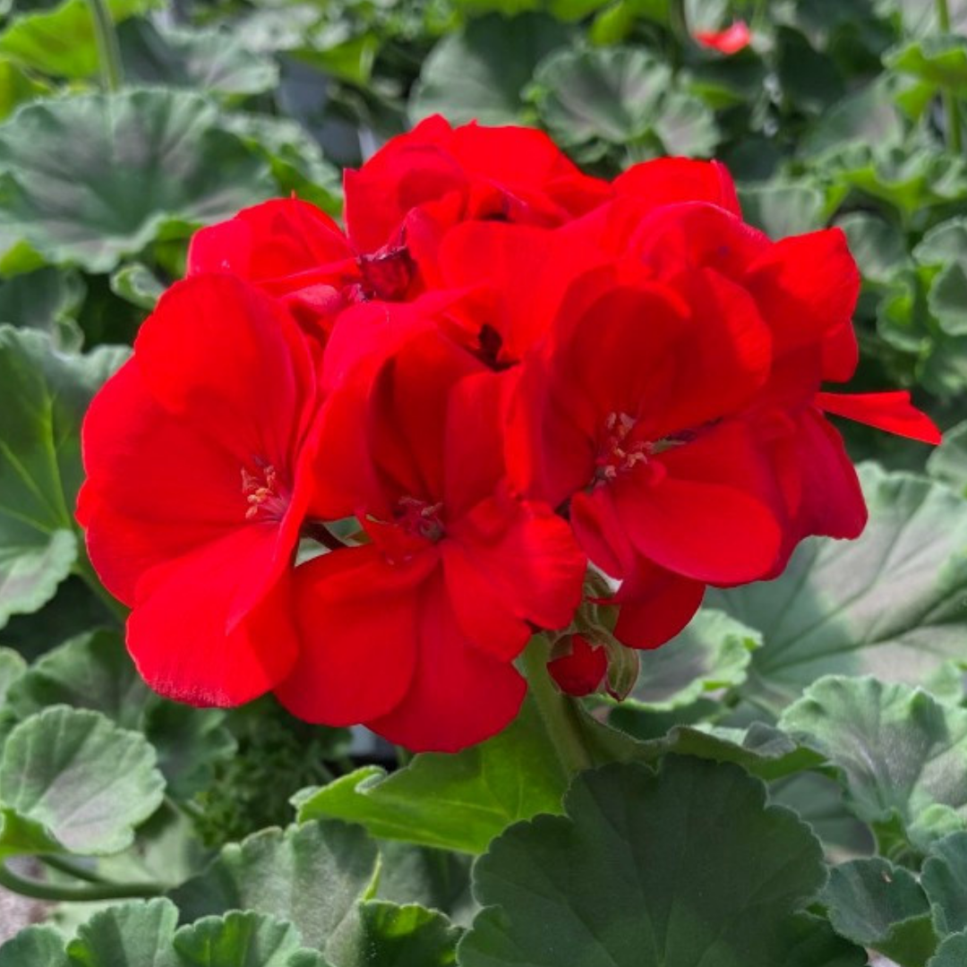 Pelargonium 'Toscana Senna' from Cedar Nursery, Cobham