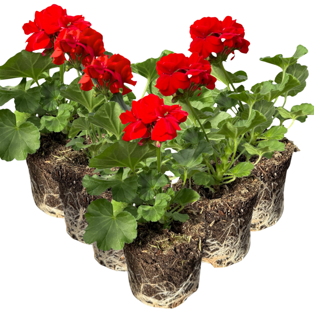 Pelargonium 'Toscana Senna' from Cedar Nursery, Cobham