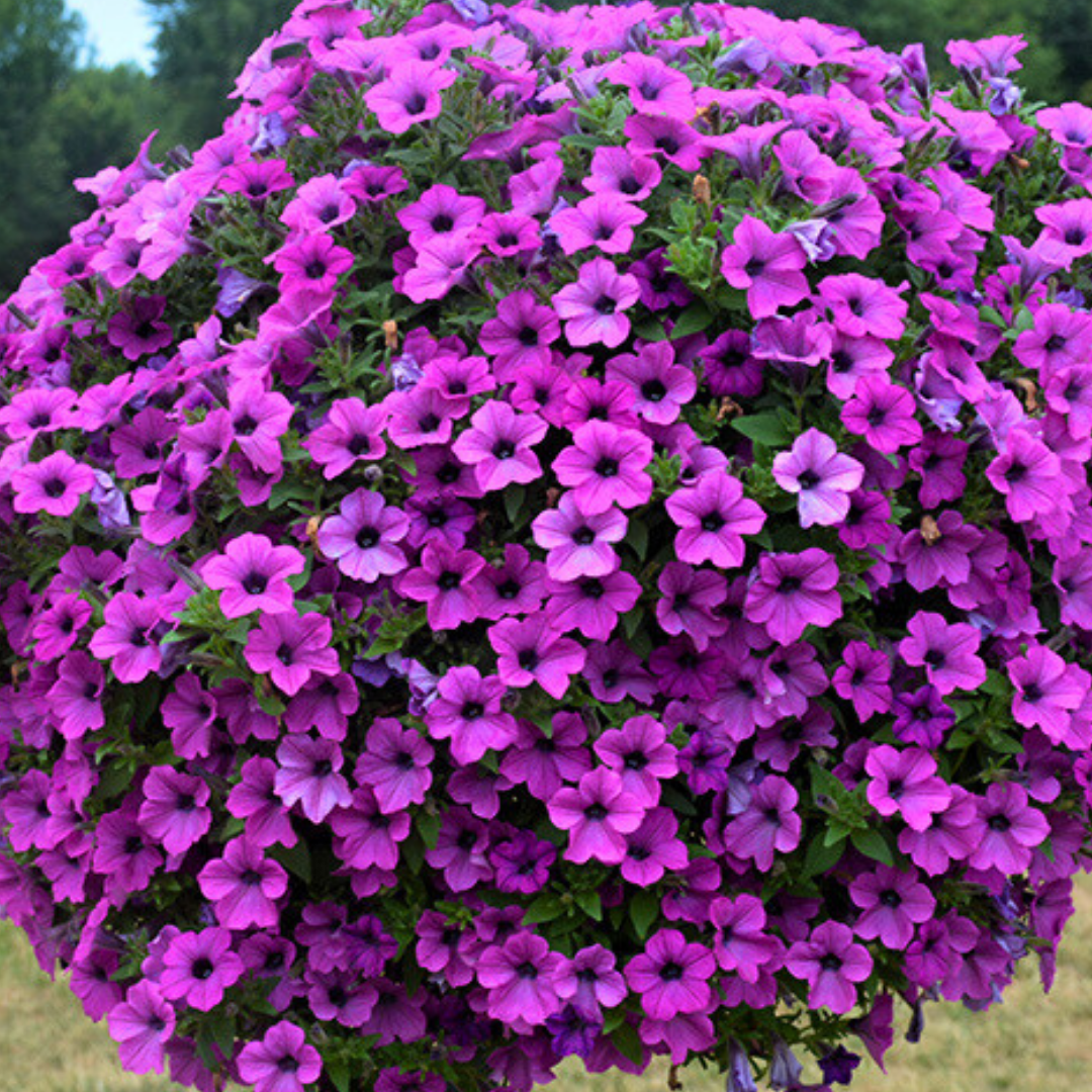 Petunia 'Dekko Deep Lavender Vein' from Cedar Nursery, Cobham