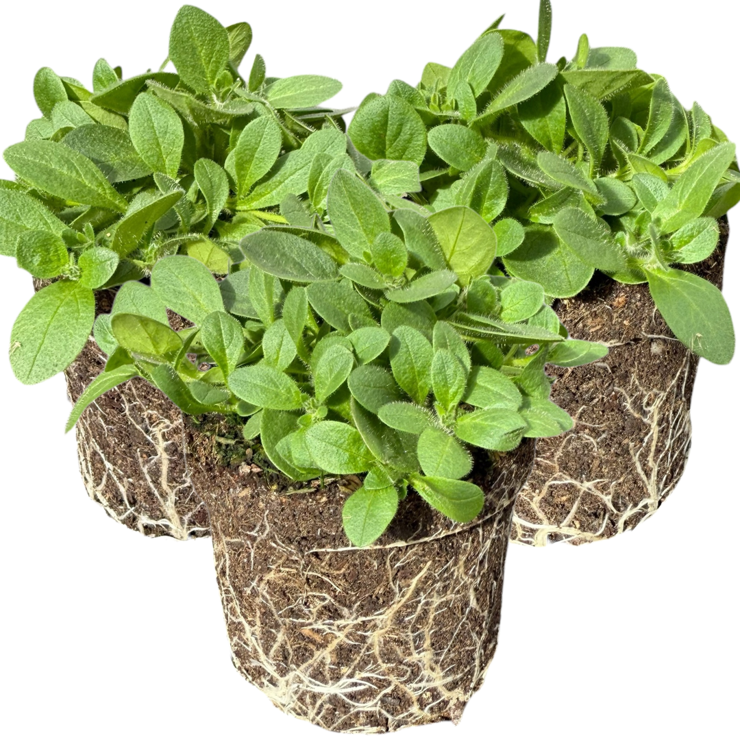 Petunia 'Dekko Deep Lavender Vein' from Cedar Nursery, Cobham