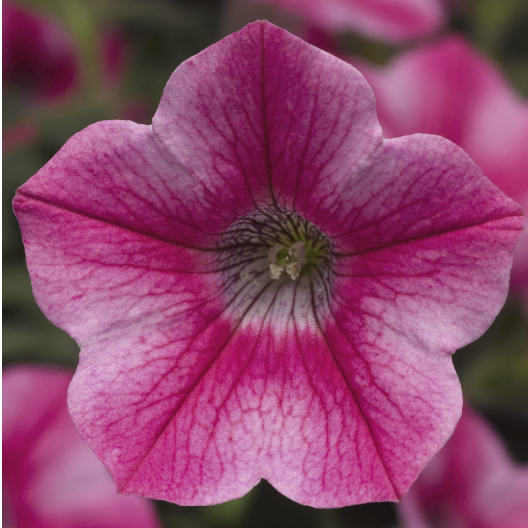 Petunia 'Dekko Rose Star' from Cedar Nursery, Cobham