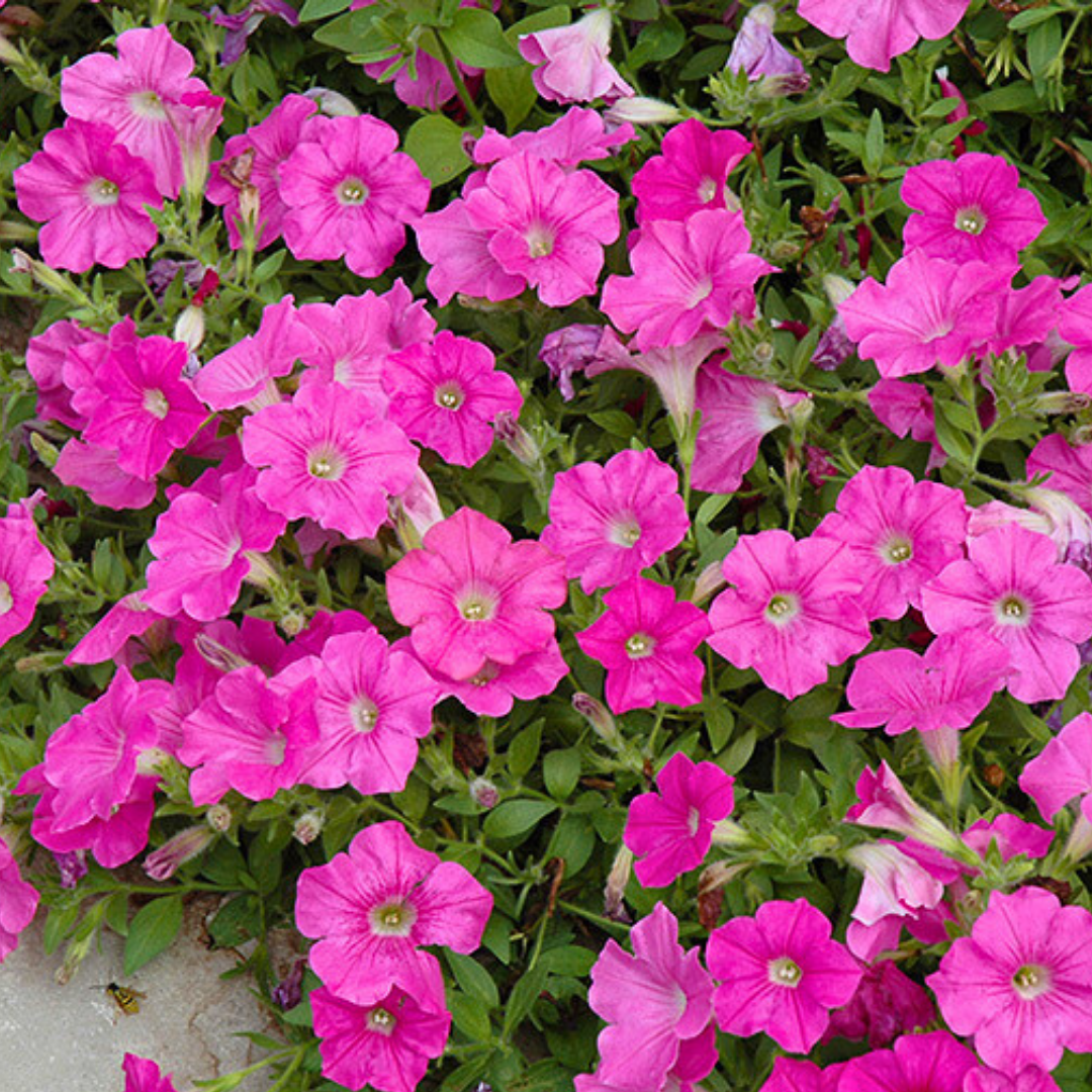 Petunia 'Easy Wave Pink' from Cedar Nursery, Cobham