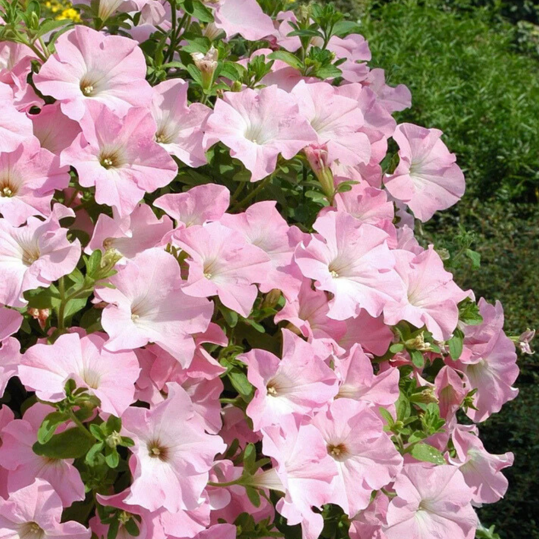 Petunia 'Express Apple Blossom' from Cedar Nursery, Cobham