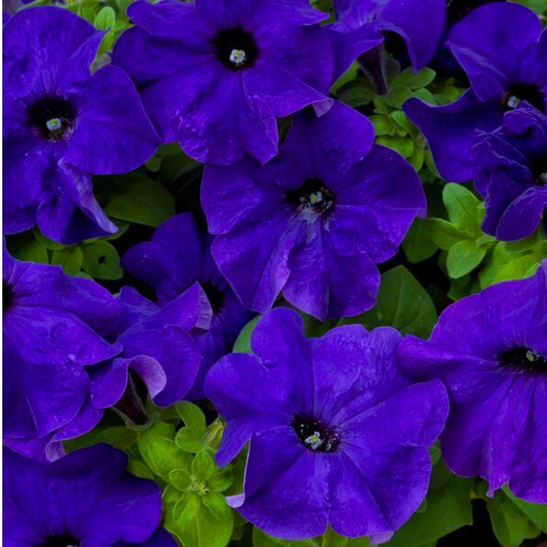 Petunia 'Express Blue' from Cedar Nursery, Cobham