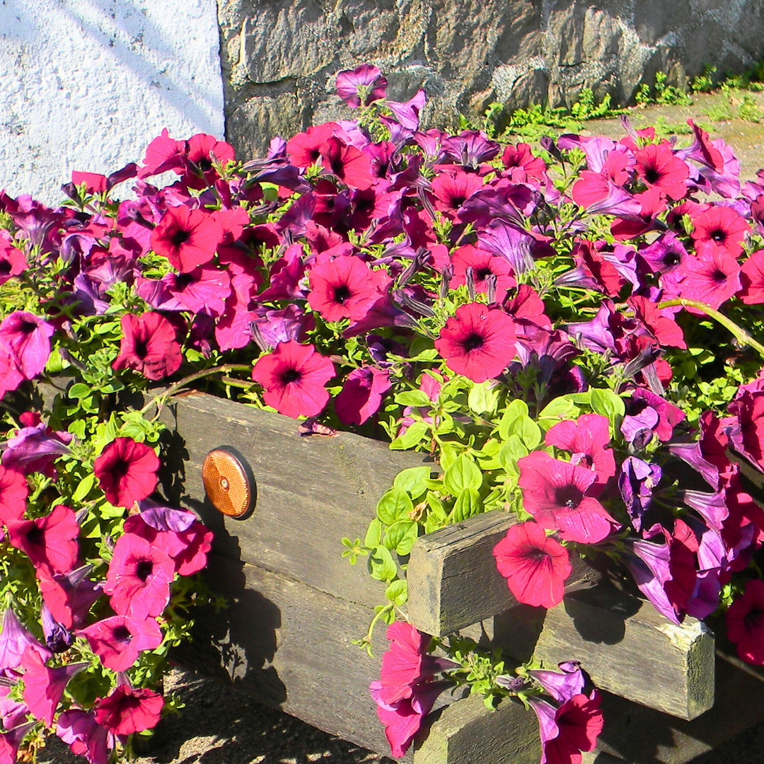 Petunia 'Surfinia Deep Red' from Cedar Nursery, Cobham