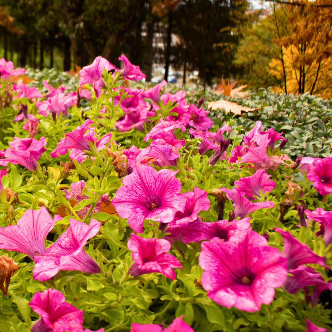Petunia 'Surfinia Hot Pink' from Cedar Nursery, Cobham