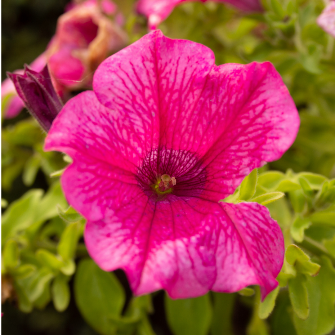 Petunia 'Surfinia Hot Pink' from Cedar Nursery, Cobham
