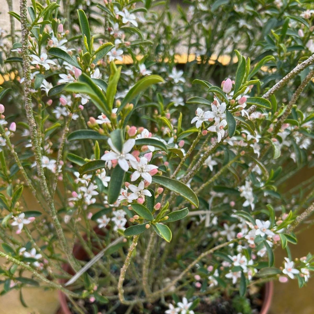 Philotheca (Eriostemon) myoporoides 'Flower Girl White' available at Cedar Nursery, Surrey