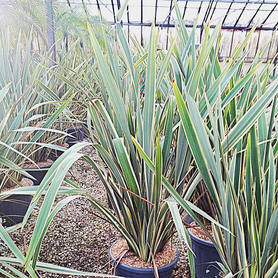 Phormium tenax 'Variegatum'