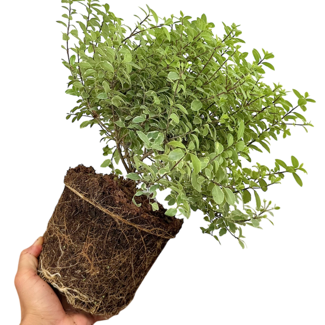 Pittosporum tenuifolium Silver Ball 3L at Cedar Nursery Surrey