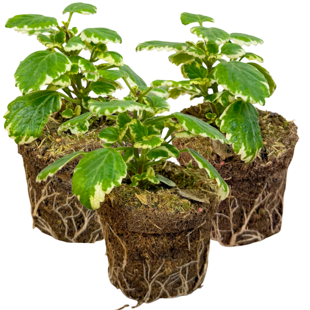 Plectranthus coleoides from Cedar Nursery, Cobham